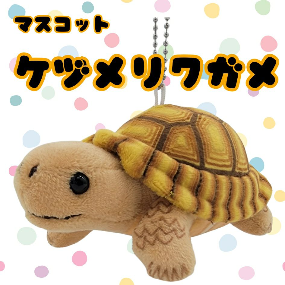 伊勢シーのマスコットケヅメリクガメセット | 伊勢夫婦岩ショップ